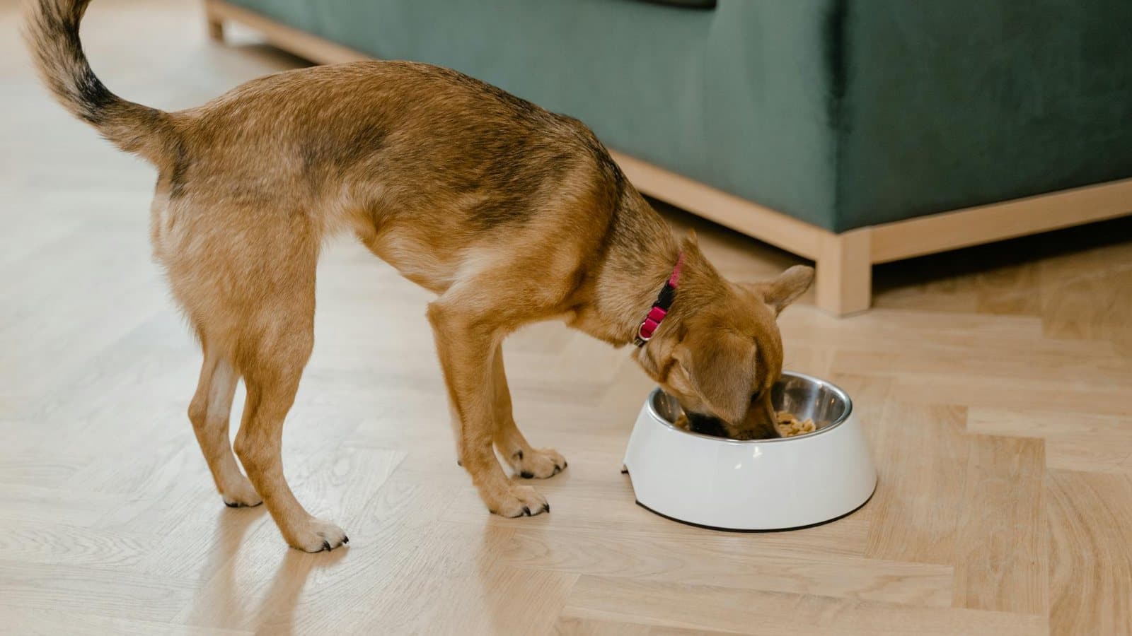 Fresh Dog Food